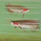 Tio Tjay ~ A Pair Of Arowana | GLOBAL AUCTION