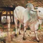 Barli Sasmitawinata ~ Cow (Sapi) | GLOBAL AUCTION