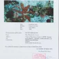 Nguyen Dinh Quang ~ Garden In Rural | GLOBAL AUCTION