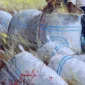 Pardoli Fadli ~ A Bountiful Harvest Today (Panen Banyak Hari Ini) | GLOBAL AUCTION